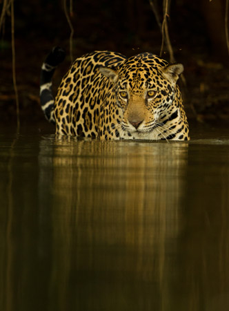 jaguar